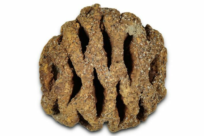 Fossil Pine Cone (Metasequoia) - Montana #352468